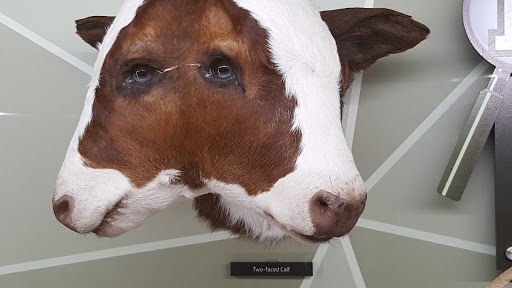 Museum «SKELETONS: Museum Of Osteology», reviews and photos, 8441 International Dr Suite 250, Orlando, FL 32819, USA