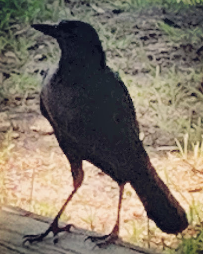 Park «Trimble Park», reviews and photos, 5802 Trimble Park Rd, Mt Dora, FL 32757, USA