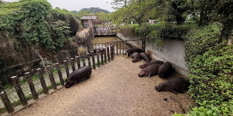 台北市立动物园侏儒河马展示区