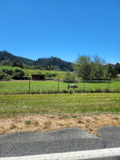 Tourist Attraction «Klamath Tour Thru Tree», reviews and photos, 430 California 169, Klamath, CA 95548, USA