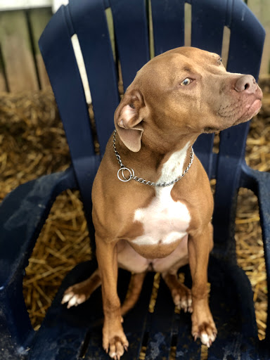 Pet Boarding Service «Howliday Inn Suites & Treats Pet Resort», reviews and photos, 1 Davis Ct, Hurricane, WV 25526, USA