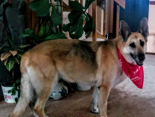 Pet Supply Store «PetSmart», reviews and photos, 16086 Jackson Creek Pkwy, Monument, CO 80132, USA