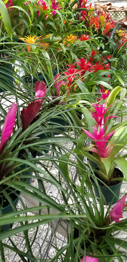 Wholesale Plant Nursery «Galloway Farm Nursery Inc.», reviews and photos, 7790 SW 87th Ave, Miami, FL 33173, USA