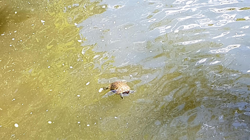 Zoo «Queens Zoo», reviews and photos, 53-51 111th St, Corona, NY 11368, USA