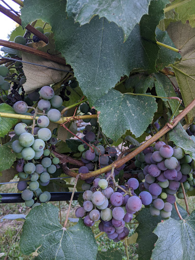 Winery «Gilmanton Winery and Restaurant», reviews and photos, 528 Meadow Pond Rd, Gilmanton, NH 03237, USA