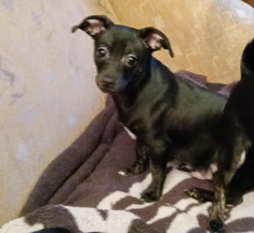 Davies Animal Medical Hospital image