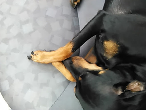 Pet Groomer «Doggy Styles Pet Salon», reviews and photos, 6310 Congress St, New Port Richey, FL 34653, USA