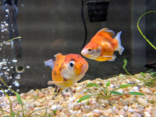 Pet Store «Forest Lake Pets», reviews and photos, 120 Lake St N, Forest Lake, MN 55025, USA