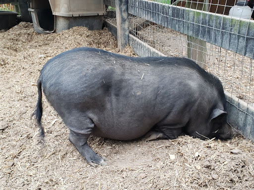 Farm «Buford Corn Maze.», reviews and photos, 4470 Bennett Rd, Buford, GA 30519, USA