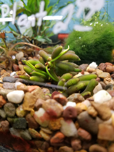 Tropical Fish Store «Pet Friendly Inc», reviews and photos, 845 Manitou Rd, Hilton, NY 14468, USA