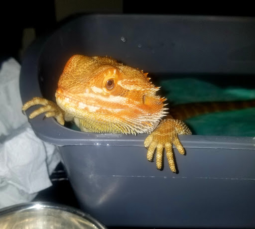 Pet Store «Pet Club», reviews and photos, 4435 Lennox Blvd # 6, Inglewood, CA 90304, USA