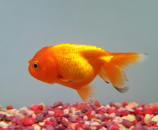 Tropical Fish Store «Pet Friendly Inc», reviews and photos, 845 Manitou Rd, Hilton, NY 14468, USA