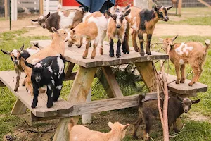 Goat Daddy's Farm and Animal Sanctuary image