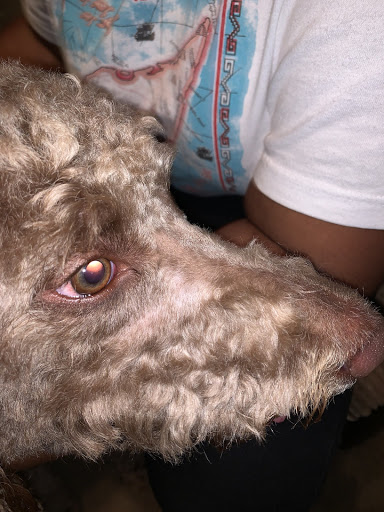 Pet Supply Store «PetSmart», reviews and photos, 1072 Bullsboro Dr, Newnan, GA 30265, USA