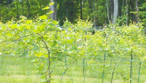 Winery «Ledge Rock Hill Winery, LLC», reviews and photos, 41 Stewart Dam Rd, Corinth, NY 12822, USA