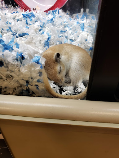 Pet Supply Store «PetSmart», reviews and photos, 3111 111th St, Naperville, IL 60564, USA