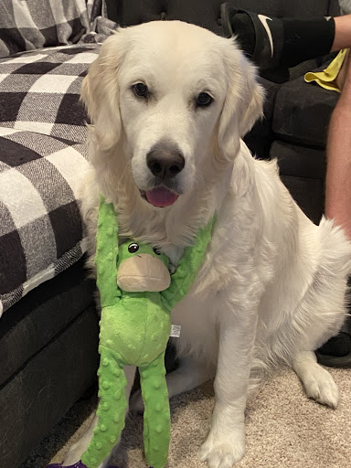 Legacy Country Goldens