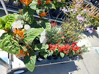 Aventura Nursery & Landscape Inc - Photo 3 - Car repair in Spring Hill, FL, Spring Hill