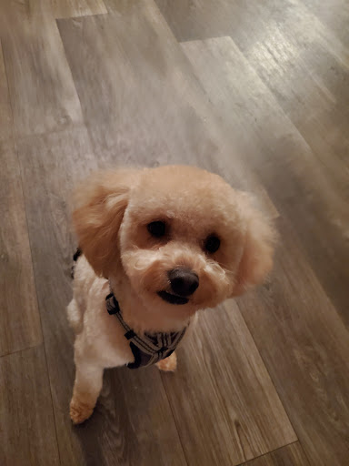 Pet Supply Store «PetSmart», reviews and photos, 150 Lincoln Square, Arlington, TX 76011, USA