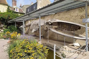 Squelette Baleine de Luc-sur-Mer image