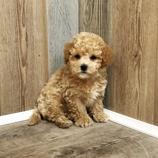 Dog Breeder «Playful Pets», reviews and photos, 115 Ridge Pike, Conshohocken, PA 19428, USA