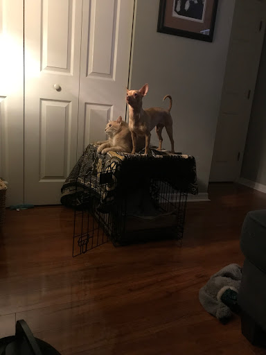 Pet Supply Store «Pet Supermarket», reviews and photos, 1040 Palm Coast Pkwy NW, Palm Coast, FL 32137, USA