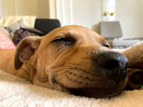 Golden Leash Pet Services - Photo 3 - Car repair in , Salinas