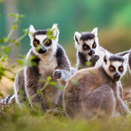 Photo n°12 de Zoo de Labenne à Labenne ()