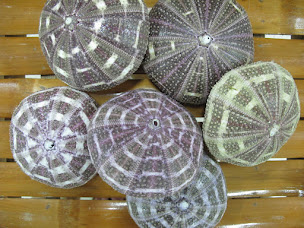 Photo n°15 de Alexandre Import Nature Monde à Gentilly ()