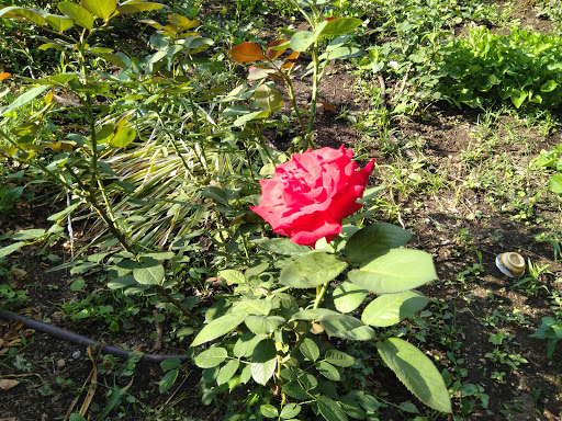 Park «Titus Sparrow Park», reviews and photos, 200 W Newton St, Boston, MA 02118, USA