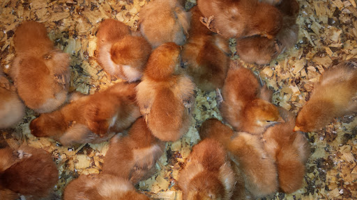 Department Store «Rural King», reviews and photos, 1416 Hamilton Richmond Rd, Hamilton, OH 45013, USA