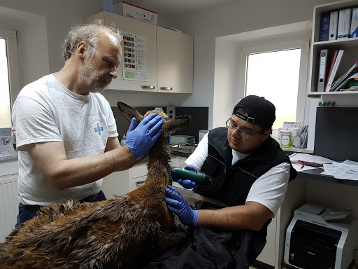 Veterinarian Dr. med. vet. Mircea Jifcu unter Speichersdorf, Bayern