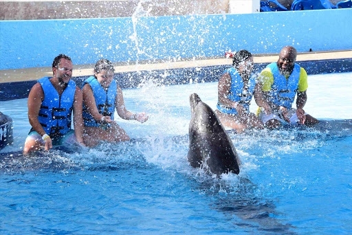 Tour Agency «Miami Swim With Dolphin Tours», reviews and photos, 247 SW 8th St, Miami, FL 33130, USA