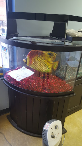 Tropical Fish Store «Saltwater Island», reviews and photos, 15214 Manchester Rd, Ballwin, MO 63011, USA
