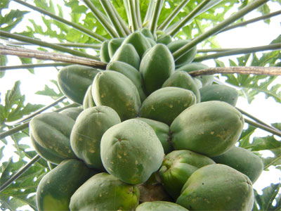 Agroindustrias Gallego