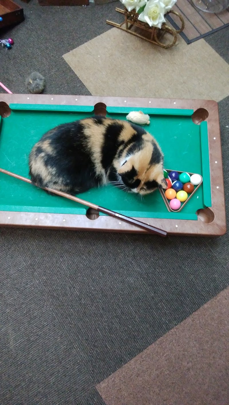 ねこカフェ 猫酒場 らて 新潟県長岡市大手通 カフェ 喫茶 カフェ グルコミ