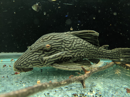 Pet Store «Forest Lake Pets», reviews and photos, 120 Lake St N, Forest Lake, MN 55025, USA