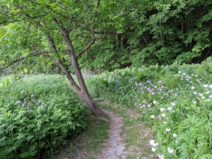 Sweedler and Thayer Preserves - photo 17
