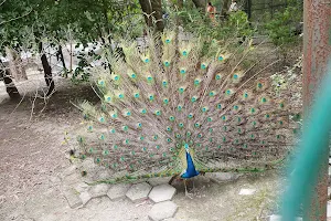 Panchi Vihar Zoo Kanpur image