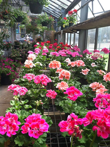 Florist «Rothe Florists», reviews and photos, 7148 Germantown Ave, Philadelphia, PA 19119, USA