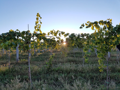 Vineyard «Black Birch Vineyard/ Black Birch Winery», reviews and photos, 108-109 Straits Rd, Hatfield, MA 01066, USA