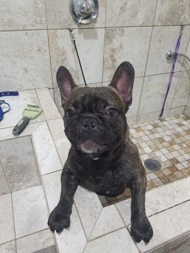 Pet Supply Store «The Natural Pet Outlet», reviews and photos, 3380 Fairfield Ave, Bridgeport, CT 06605, USA