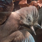 Photo n° 21 de l'avis de Chris. fait le 01/03/2024 à 17:30 pour Musée de la Chasse et de la Nature à Paris