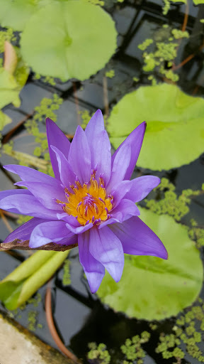 Tropical Fish Store «William Tricker Inc», reviews and photos, 7125 Tanglewood Dr, Cleveland, OH 44131, USA