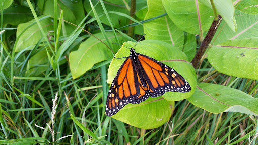 Golf Course «Moose Ridge Golf Course & Grille», reviews and photos, 11801 Doane Rd, South Lyon, MI 48178, USA