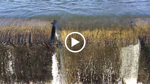 Mill «Sharon Mills County Park», reviews and photos, 5701 Sharon Hollow Rd, Manchester, MI 48158, USA