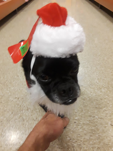 Pet Supply Store «PetSmart», reviews and photos, 3995 Welsh Rd, Willow Grove, PA 19090, USA