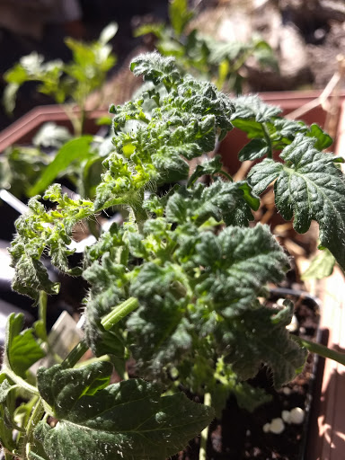 Grocery Store «Fareway Grocery», reviews and photos, 3300 10th Ave, Marion, IA 52302, USA