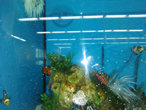 Pet Supply Store «Petco Animal Supplies», reviews and photos, 2435 N Hwy 67, Florissant, MO 63033, USA