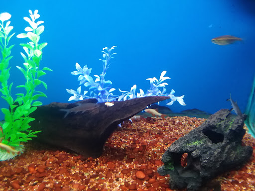 Aquarium «Aquarium World», reviews and photos, 13157 Northwest Fwy, Houston, TX 77040, USA